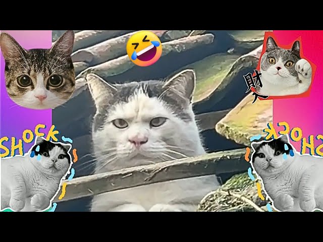 Compilation of Funny Cat Dibbing Videos That Make You Laugh - Best Funny Animals 2024