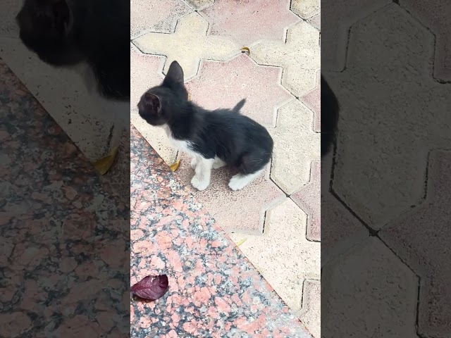 Anak kucing meong meong di tinggalin ibunya