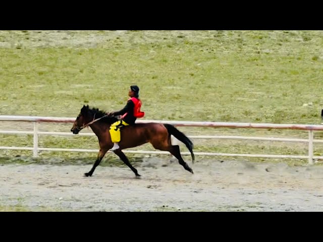 Nagchu Horse Racing in Tibet | Gorshey #gorshey #travel #mountains #tibet #dance #horse #viralvideo