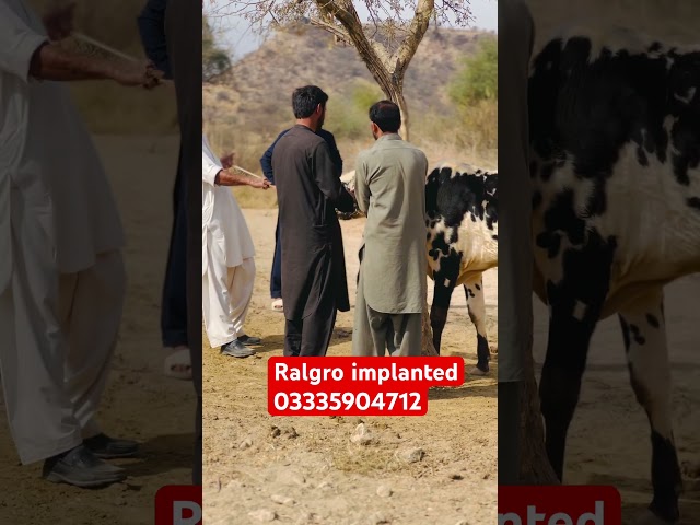 #hijab #music #cover #song #vetdrafaqrana #cow #veterinaryplanet #animalfarming #animal