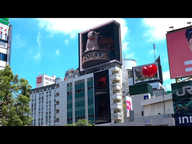 TOKYO: 3D Akita Inu in Shibuya - Billboard Japan 4K HDR