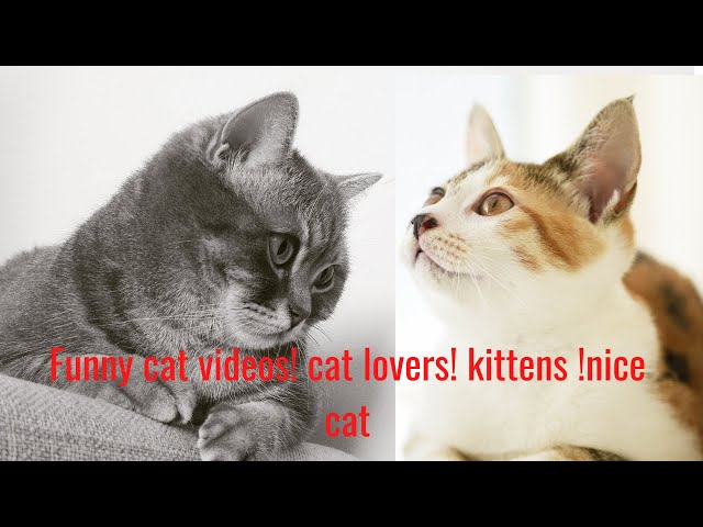 Funny cat videos! cat lovers! kittens !nice cat