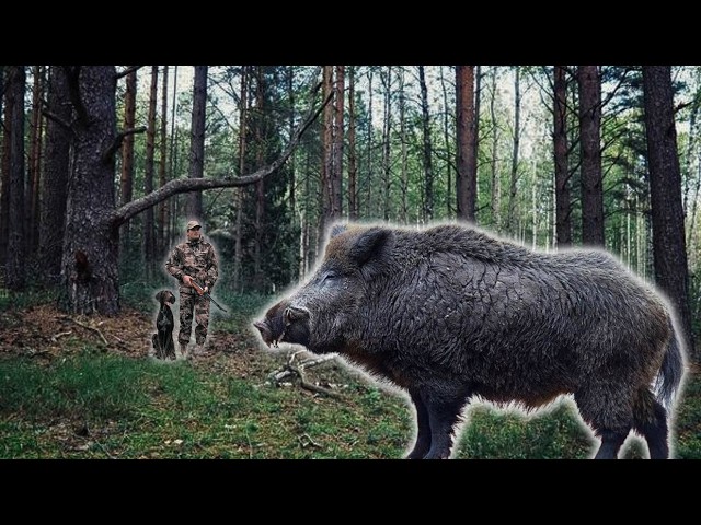 CHIENS DE CHASSE ET PETITS GIBIERS