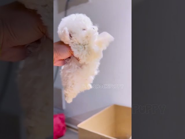 cute puppies funny moment cute overload ❤️#hellomochi #dog #bichon