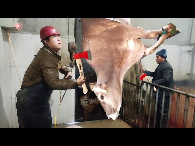 VIDEO Cow HOOF TRIMMING, Feeding, Milking, Cleaning, HOOF CARE, Pretty Girl - SMART FARM #withme