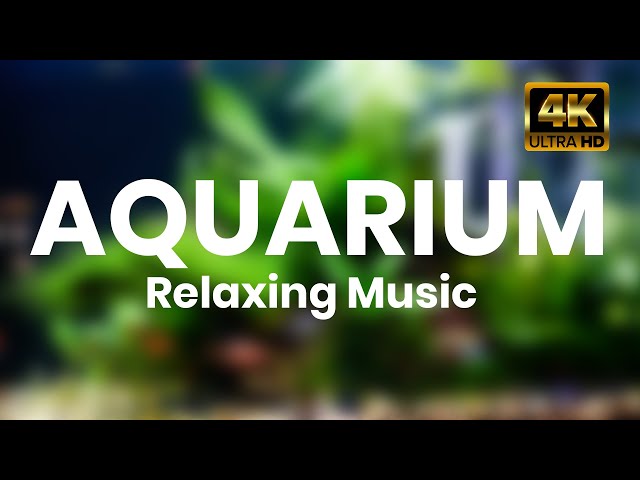 1 Hour Stunning Aquarium Relax Music Beautiful Aquarium Relaxing tetra fish moss aquarium