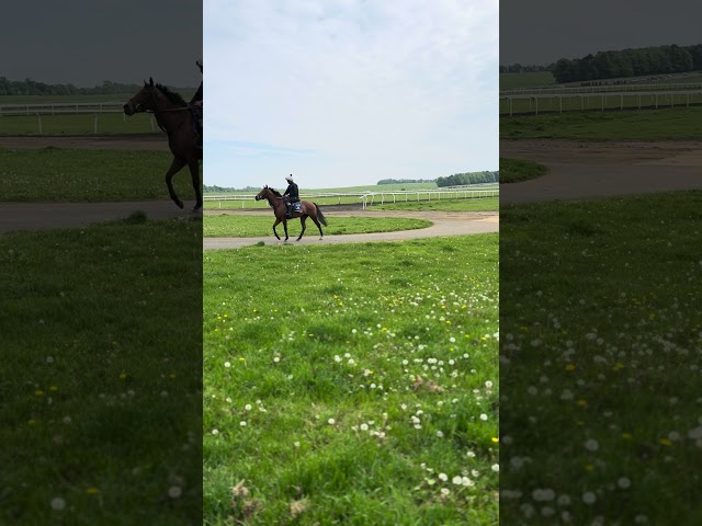 Spring has sprung in Newmarket #horse #horsesport #horseracing #horsetown #horsesports