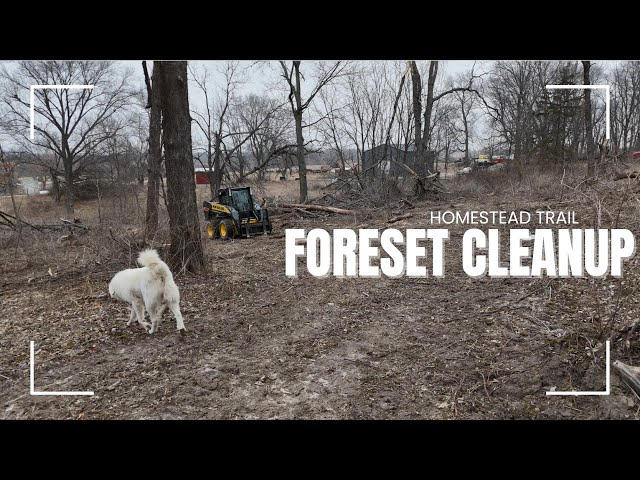 Family Fun Meets Hard Work: Clearing Forest Paths Together on the Homestead!