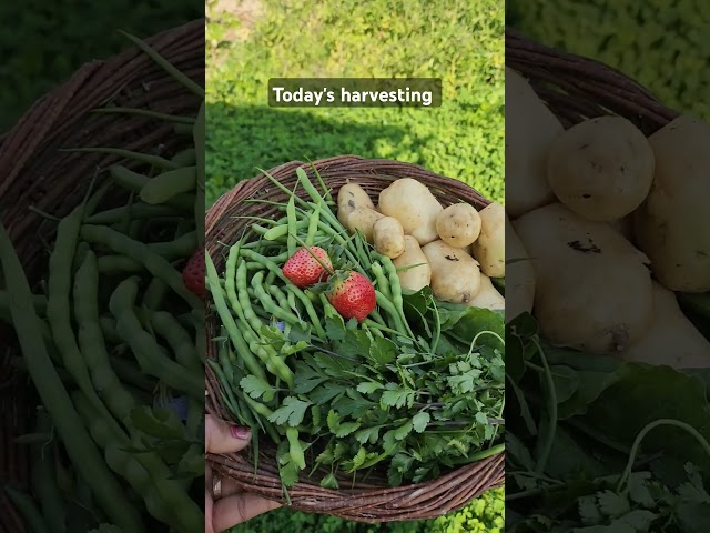 Vegetables Harvesting #relaxing #gardening #plant #nature