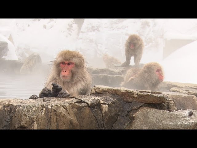 Yudanaka Onsen's Kaede Street PV : Snow Monkey Town