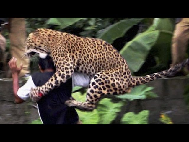 16 Worst Animal Attacks