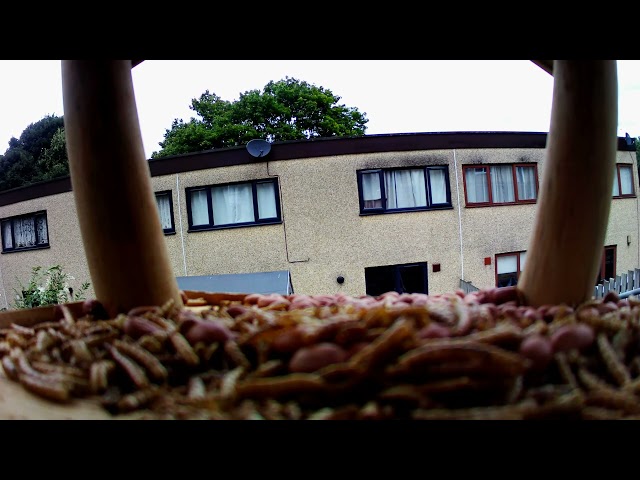 What my camera captures this bird doing is incredible #birds #mealworms #magpie