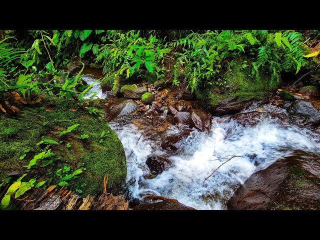 Forest Stream Oasis: Nature Soundscapes for Relaxation, Study, and Stress Relief