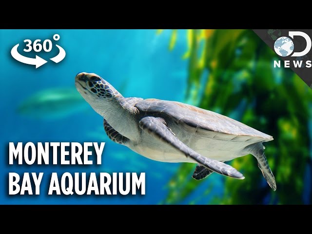 The Incredible Tech Inside California's Most Famous Aquarium (360 Video)