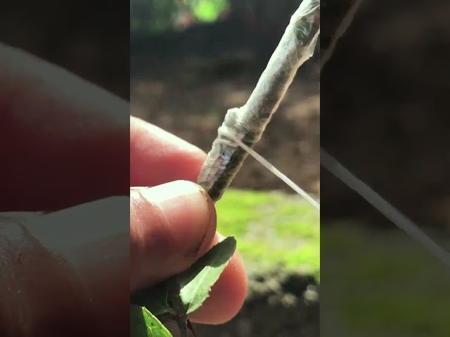 Easy Rose Plant Grafting for Beginners EP196#RoseGrafting #GardeningForBeginners #rosecaretips