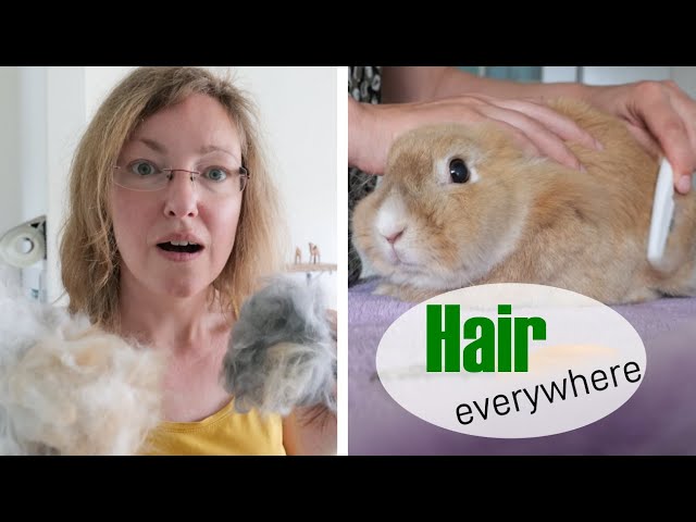 The MOLTING period: about RABBITS shedding their fur | Tips and tricks