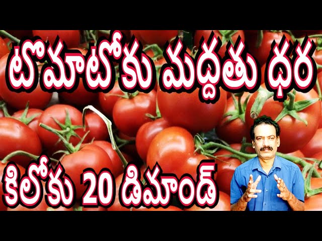 టొమాటోకు మద్దతు ధరకు రైతుల డిమాండ్ Tomato Support Price Amazing Tomato Farming Agri Tech GRT