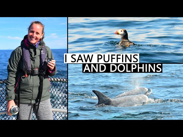 Spotting Dolphins in Scotland - Amazing Outer Hebrides Boat Trip