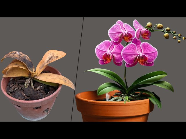 The Secret: Repot your orchid and it will immediately bloom like crazy