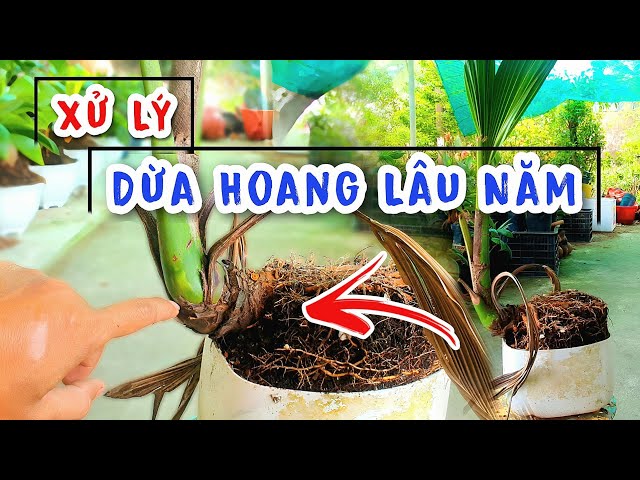 How to Process Abandoned Bonsai Coconuts in a Standard Shape | Hoang Linh Coconut Bonsai