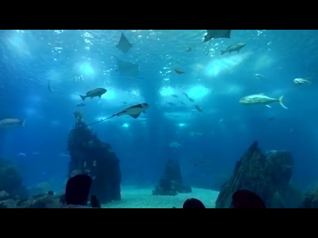 Look at this huge aquarium in 360º!