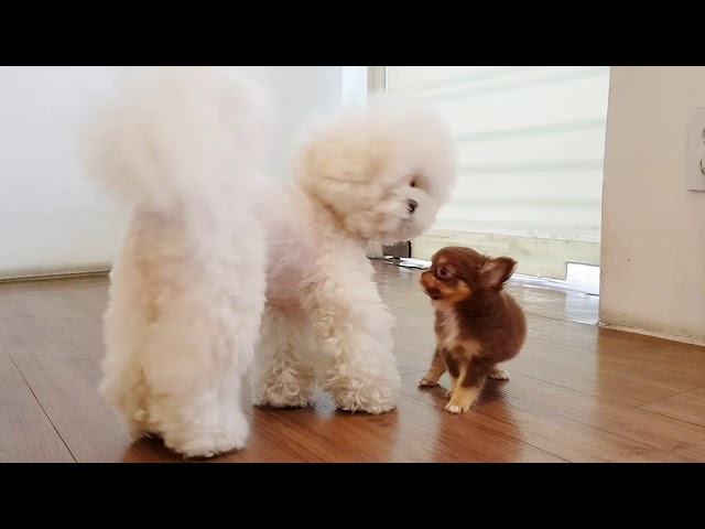 hihuahua puppies playing so tiny cute - Teacup puppiesKimsKennelUS