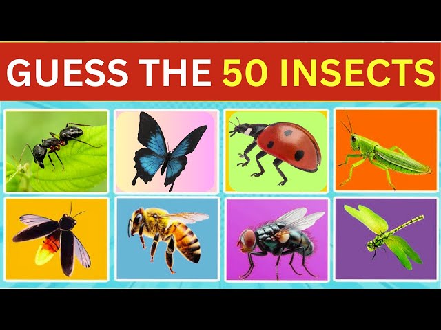 Guess 50 INSECTS in 3 seconds | Easy, Medium, Hard, Impossible