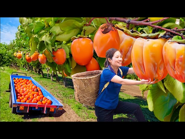 BREAKING! Harvesting wind-dried persimmons in the deep forest - How to make natural dried persimmons