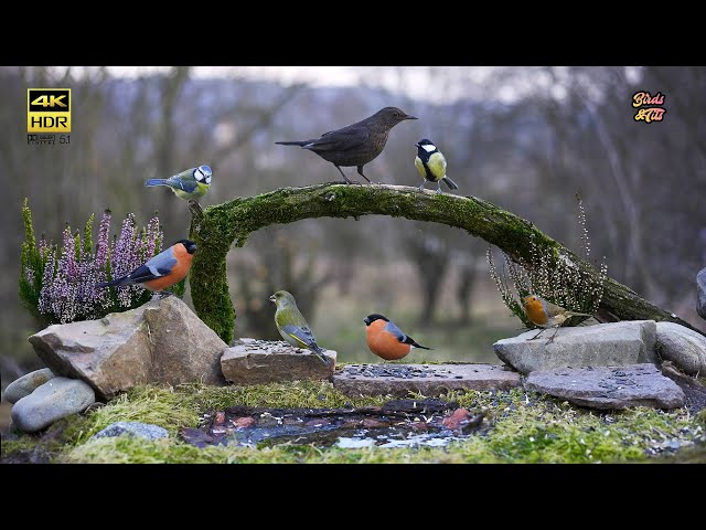 CatTV🐱 Relax with birds 🐦 4k HDR - for all pets to watch