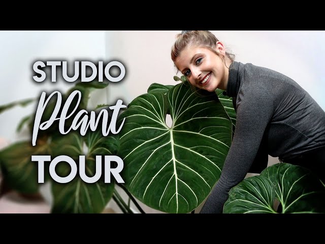 Winter 2021 Studio Houseplant Tour! Featuring NEW Unicorns!