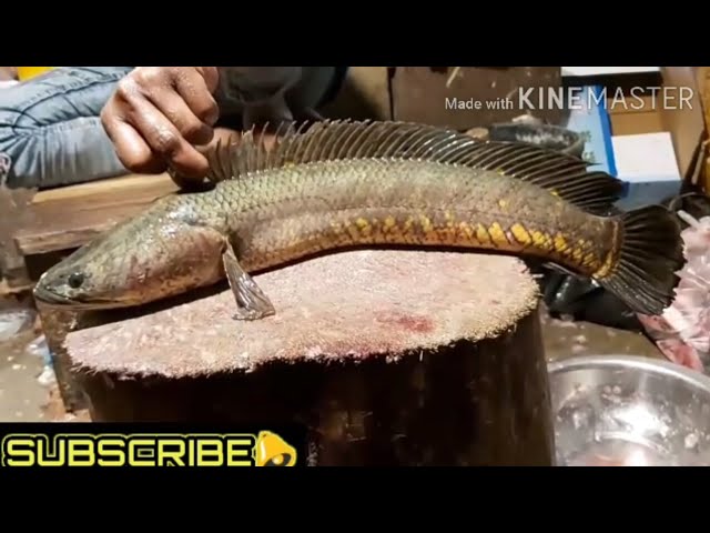 Fish Cutting TRICK - Fish Cutting Skill - Fish Cutting Video| Fish Cutting India