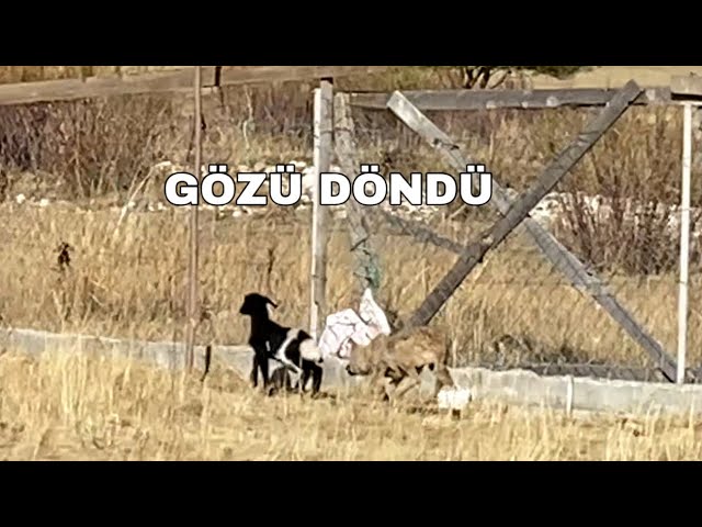 KURT SALDIRISI - KURT KUZUYA SALDIRDI - KUZUYU GÖRÜNCE DELİYE DÖNDÜ - BAĞIRINCA KUZUYU BIRAKIP KAÇTI