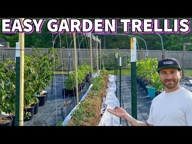 This Easy Cheap GARDEN TRELLIS Will Fit Almost Anywhere!