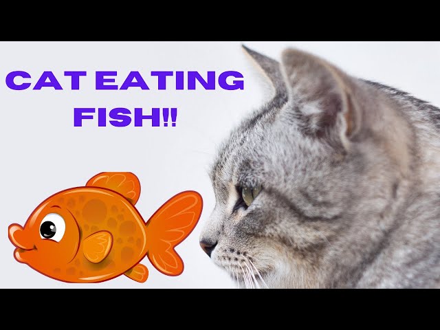 My cat eating Fish!!cat funny Video! cat