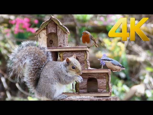 [NO ADS] 😺 Naughty squirrels, beautiful birds in garden 🐦Cat TV for Cats to Watch 🌺 10+ Hours (4K)