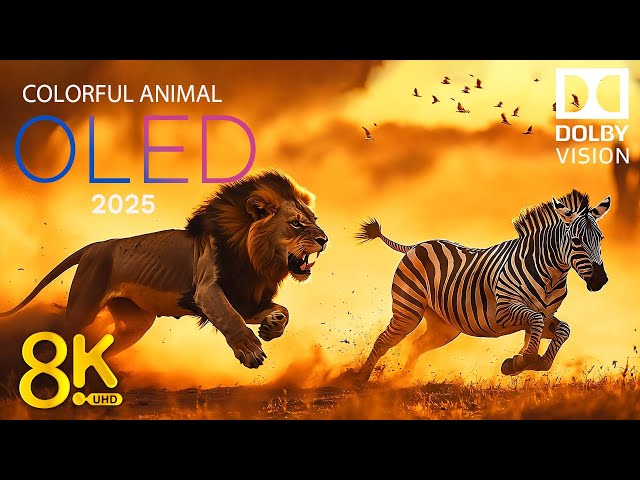 8K HDR 60fps Dolby Vision: Unbelievable Colorful Animal World