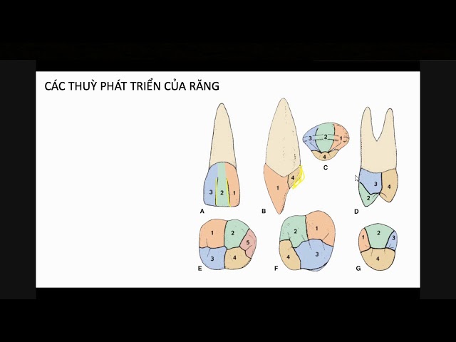 Các thùy phát triển của răng [Giải phẫu răng]