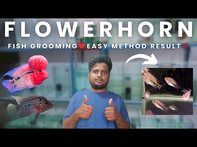 How Me Grooming Flowerhorn குட்டீஸ்💥😁Easy Method for fish growth💯