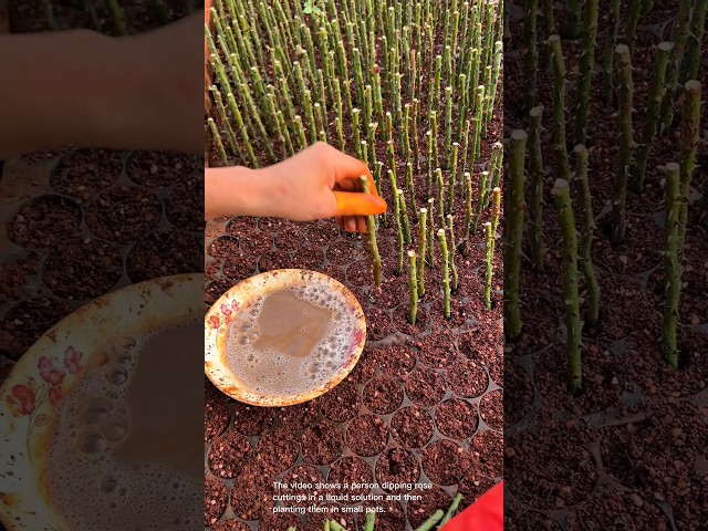 Dipping rose cuttings in rooting hormone solution