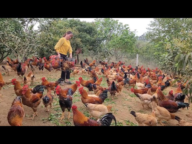 Chicken breeding.  The secret to raising chickens quickly, beautiful colors.  (Episode 145).