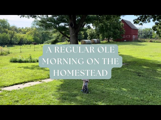 A Regular Morning On The Homestead