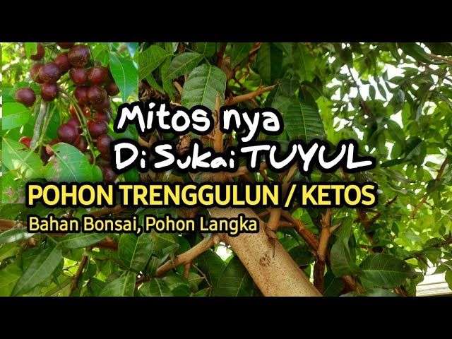 Pohon Trenggulun, Buah Anggur jawa, buah ketos