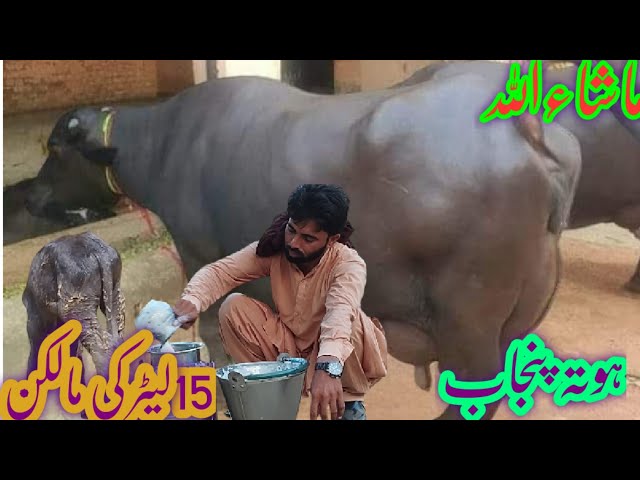 پیورنیلی کی بھینسں برائے فروخت#Nili Rave Buffalos for sale in punjab on YouTube sale،03065110914