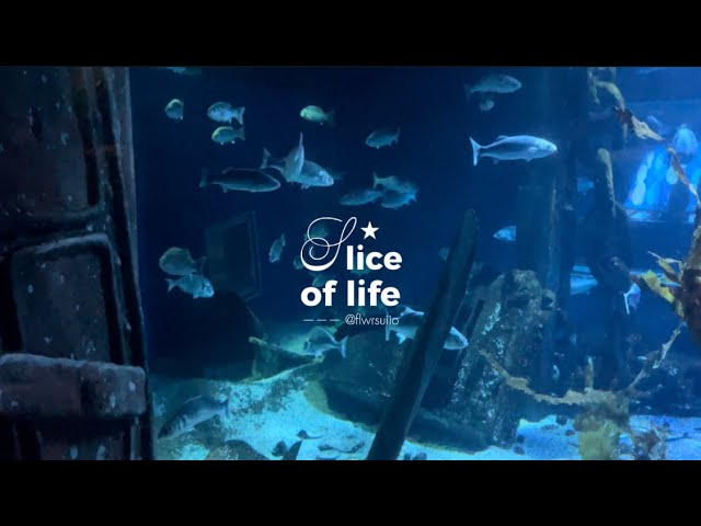 slice of life : aquarium visit, what I eat, unboxing