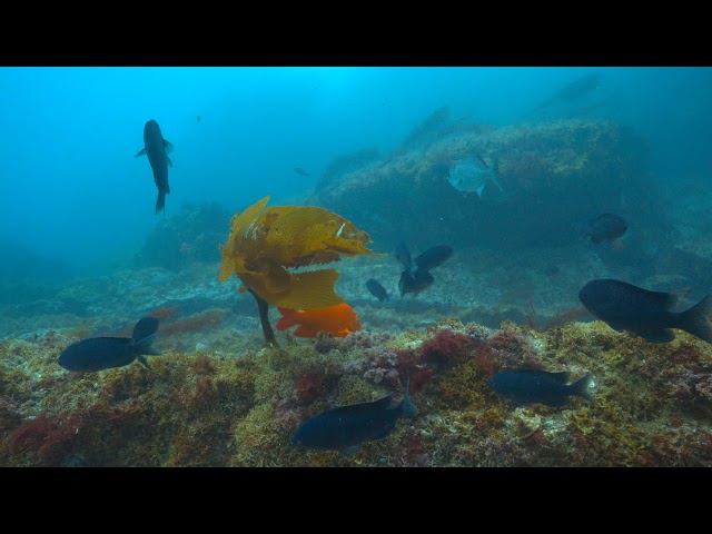 Coronado Islands - Reef (4K HDR)