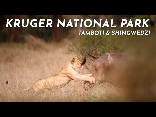 The Heart of Kruger National Park | Tamboti & Shingwedzi