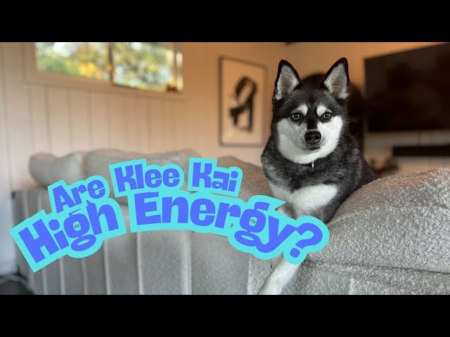 Are Alaskan Klee Kai High Energy Pets?