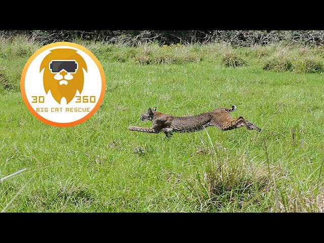 Bobcat Release & Final Vet Exam 3D 180VR