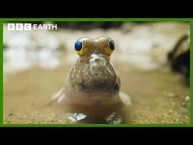 This Fish Can Walk On Water | Asia | BBC Earth