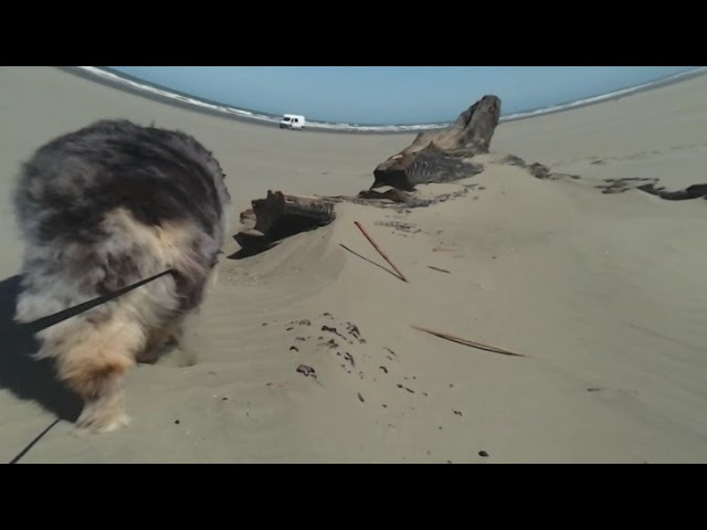 Ocean Shores June 23  Dog Run w/ One Wheel